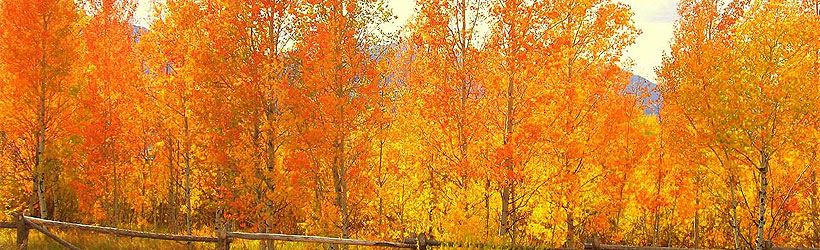 Fall Leaves