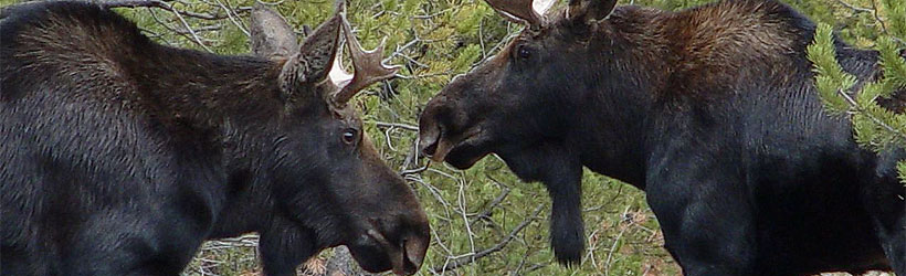 Moose