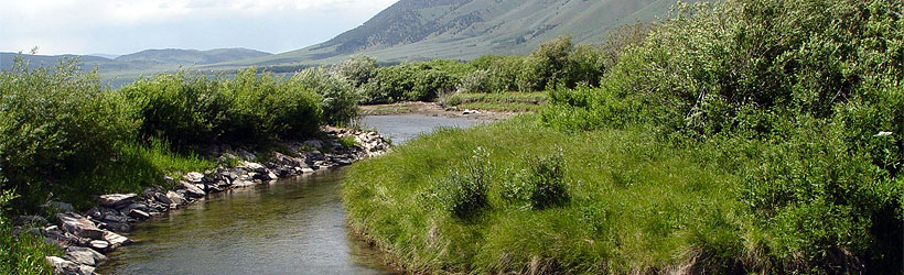 Summer Creek