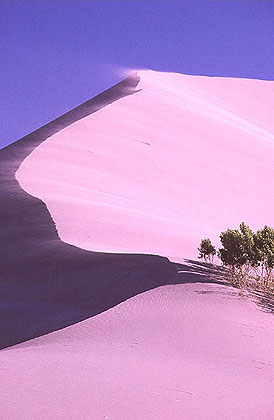 Bruneau Sand Dunes