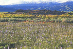 Camas Prairie 