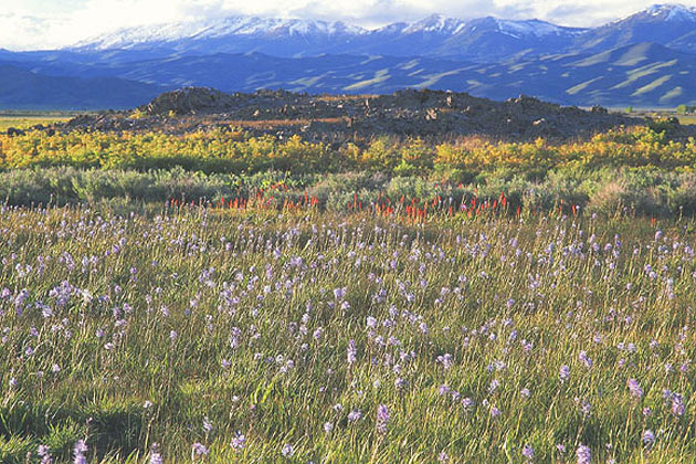 Camas Prairie