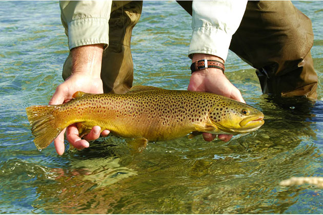 Brown Trout