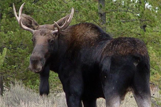 Big Moose