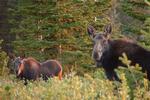 Moose at Keg Springs