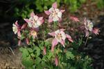 Pink Flowers