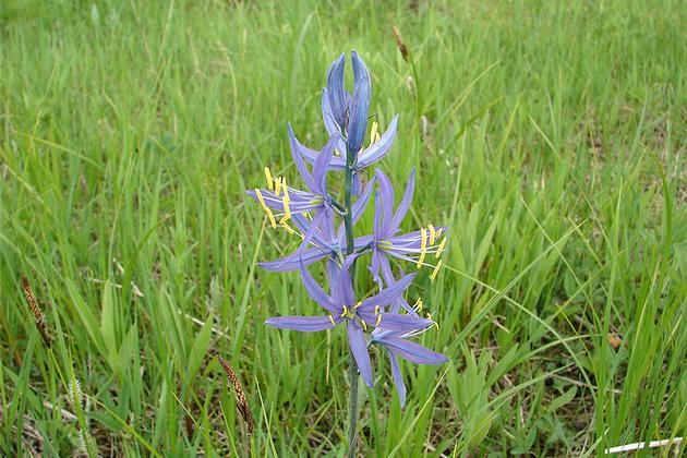 Purple Flower