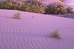 Bruneau Sand Dunes