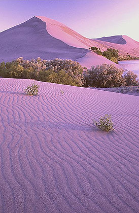 Bruneau Sand Dunes