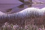 Bruneau Sand Dunes