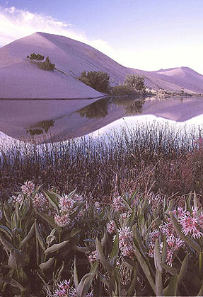 Bruneau Sand Dunes